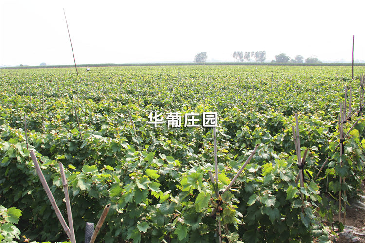 䓽Y��ͨ�^ʽ����C